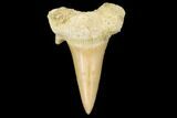 1" Fossil Otodus Shark Teeth - Khouribga, Morocco - Photo 3